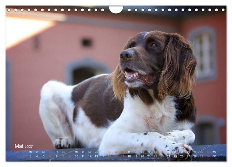 Produktbild: Faszination Jagdhund - Kleiner M&uuml;nsterl&auml;nder (Wandkalender 2027 DIN A4 quer), CALVENDO Monatskalender