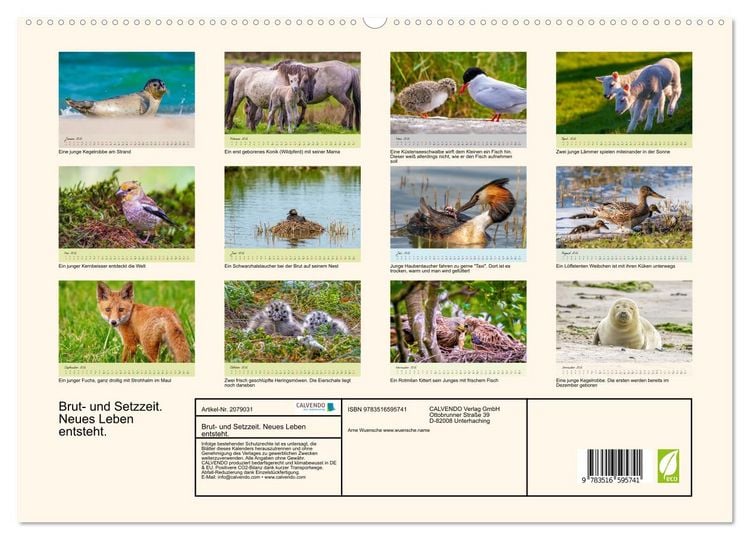 Produktbild: Brut- und Setzzeit. Neues Leben entsteht. (hochwertiger Premium Wandkalender 2026 DIN A2 quer), Kunstdruck in Hochglanz