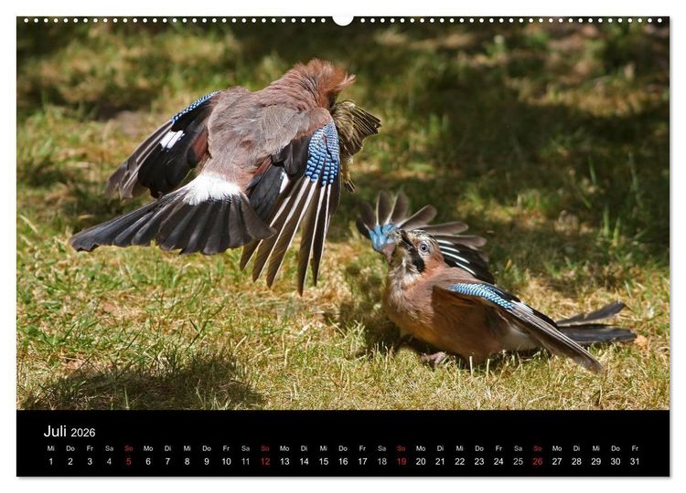 Produktbild: Eichelh&auml;her der Waldpolizist (hochwertiger Premium Wandkalender 2026 DIN A2 quer), Kunstdruck in Hochglanz