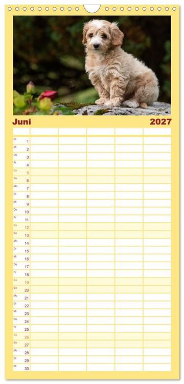 Produktbild: Familienplaner 2027 - Maltipoo Welpen mit 5 Spalten (Wandkalender, 21 x 45 cm) CALVENDO