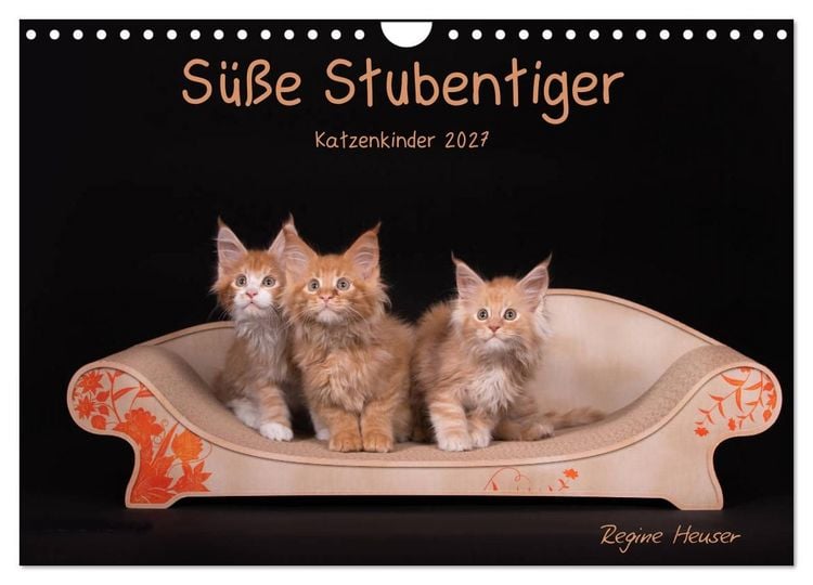 Produktbild: S&uuml;&szlig;e Stubentiger - Katzenkinder (Wandkalender 2027 DIN A4 quer), CALVENDO Monatskalender