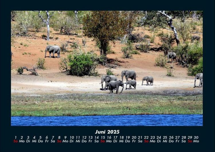 Produktbild: Der Elefantenkalender 2025 Fotokalender DIN A4