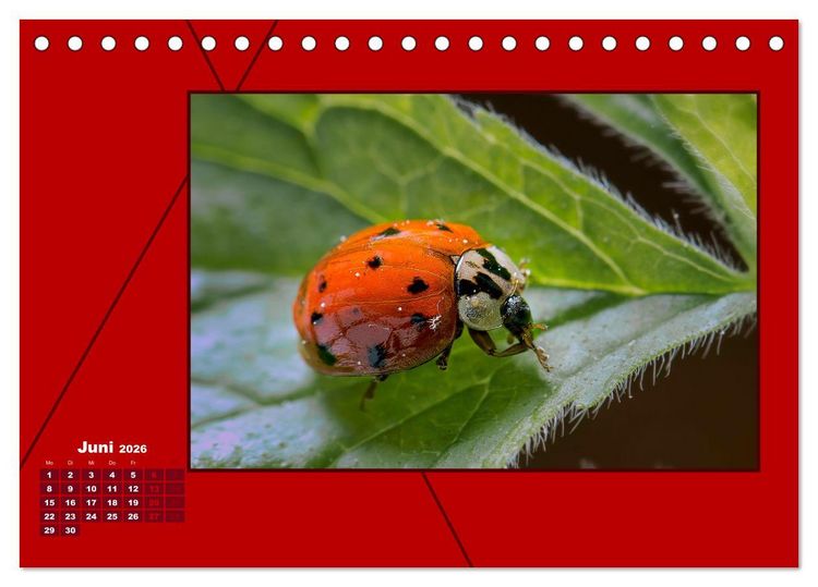 Produktbild: Powerfarbe Rot (Tischkalender 2026 DIN A5 quer), CALVENDO Monatskalender