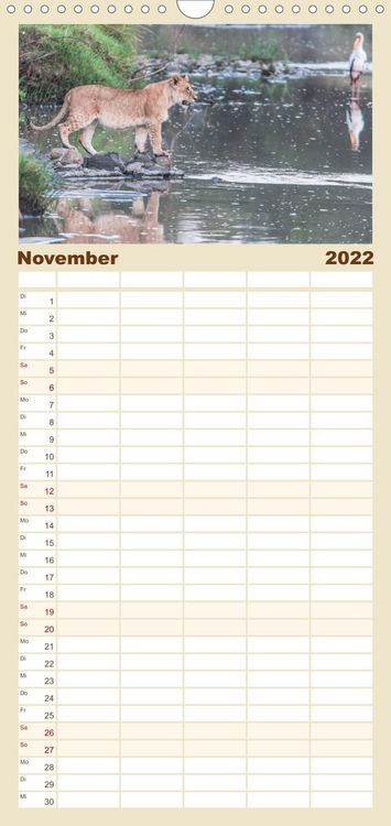 Produktbild: L&ouml;wen - Raubkatzen Afrikas - Familienplaner hoch (Wandkalender 2022 , 21 cm x 45 cm, hoch)