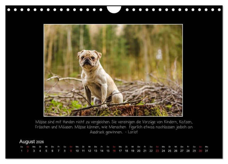Produktbild: M&ouml;pse 2026 (Wandkalender 2026 DIN A4 quer), CALVENDO Monatskalender
