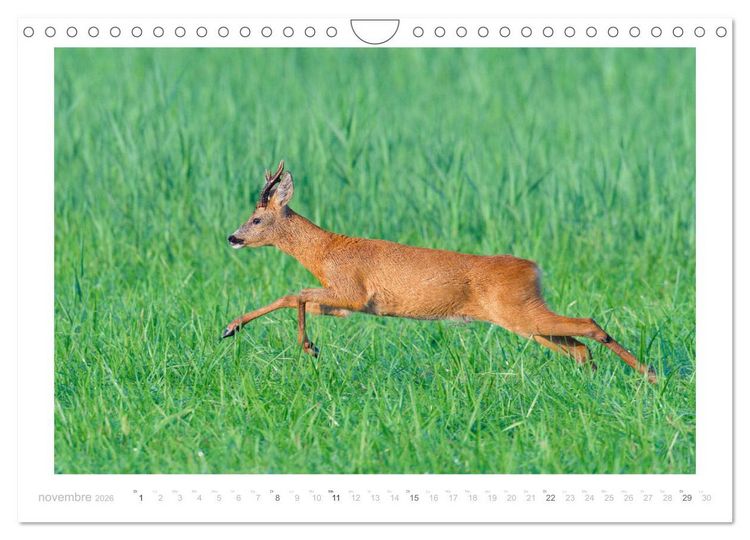Produktbild: Un an avec des chevreuils (Calendrier mural 2026 DIN A4 vertical), CALVENDO calendrier mensuel