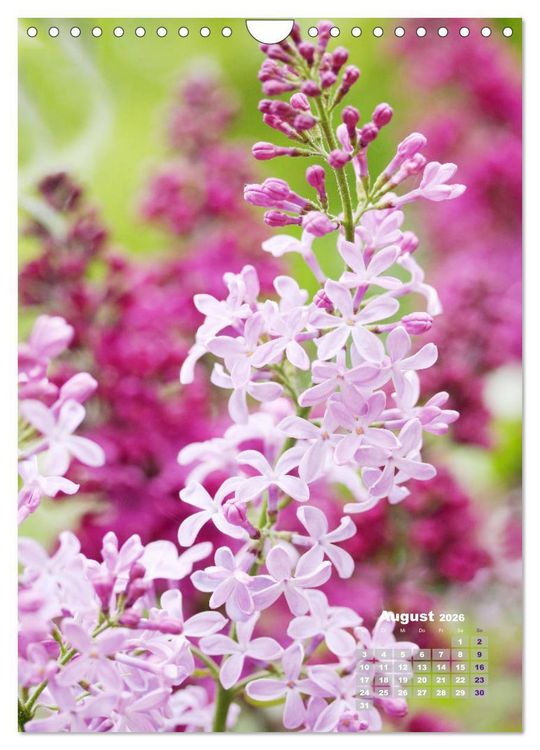 Produktbild: Fliederbl&uuml;te (Wandkalender 2026 DIN A4 hoch), CALVENDO Monatskalender