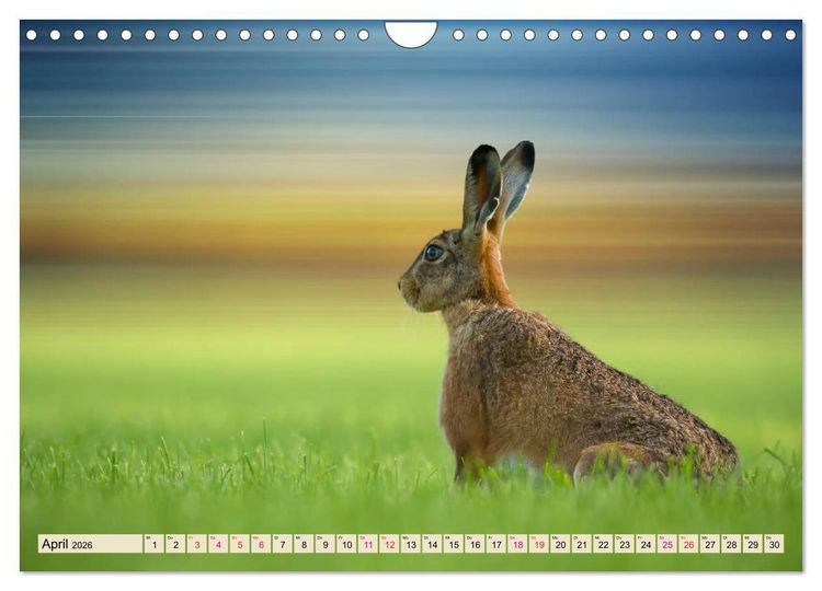 Produktbild: Feldhasen und Kaninchen (Wandkalender 2026 DIN A4 quer), CALVENDO Monatskalender