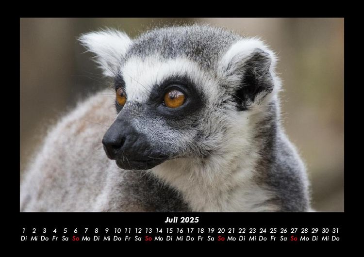 Produktbild: Tiere in der Wildnis 2025 Fotokalender DIN A3