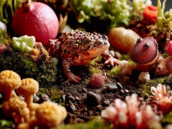 Produktbild: CALVENDO Puzzle Fruchtige Kr&ouml;tenwelt | 1000 Teile Lege-Gr&ouml;&szlig;e 64x48cm Foto-Puzzle f&uuml;r gl&uuml;ckliche Stunden