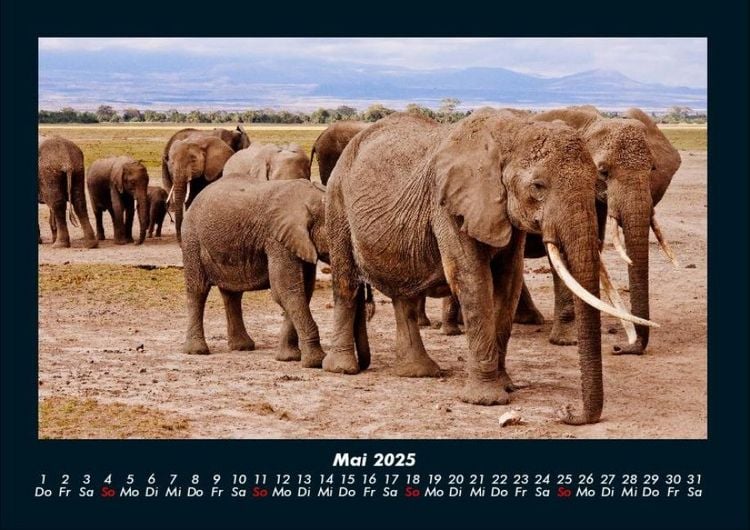 Produktbild: Elefanten 2025 Fotokalender DIN A4