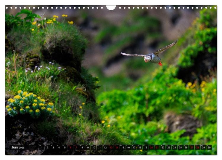 Produktbild: Puffins - Papageientaucher auf Island (Wandkalender 2026 DIN A3 quer), CALVENDO Monatskalender