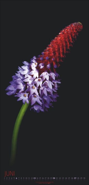 Produktbild: Die Magie der Blumen Kalender 2027