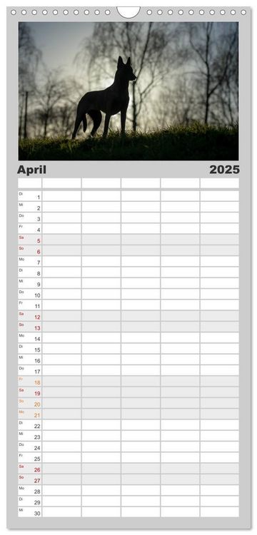 Familienplaner 2025 - Belgische Schäferhunde - Der Malinois im Licht mit 5 Spalten (Wandkalender, 21 x 45 cm) CALVENDO