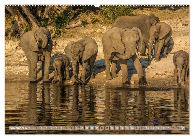 Produktbild: Chobe River - Eine spannende Flussfahrt in Botswana (Wandkalender 2026 DIN A2 quer), CALVENDO Monatskalender