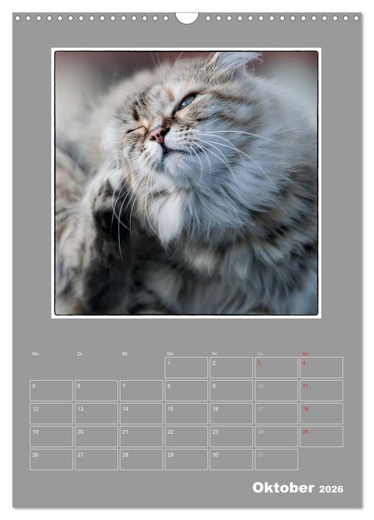 Produktbild: Katzen Blues / Planer (Wandkalender 2026 DIN A3 hoch), CALVENDO Monatskalender