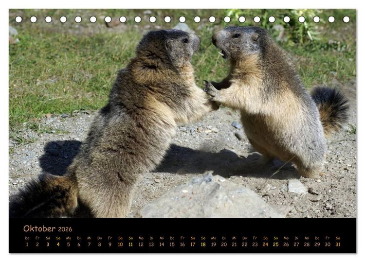 Produktbild: Wildlife - Verspielte Murmeltiere (Tischkalender 2026 DIN A5 quer), CALVENDO Monatskalender
