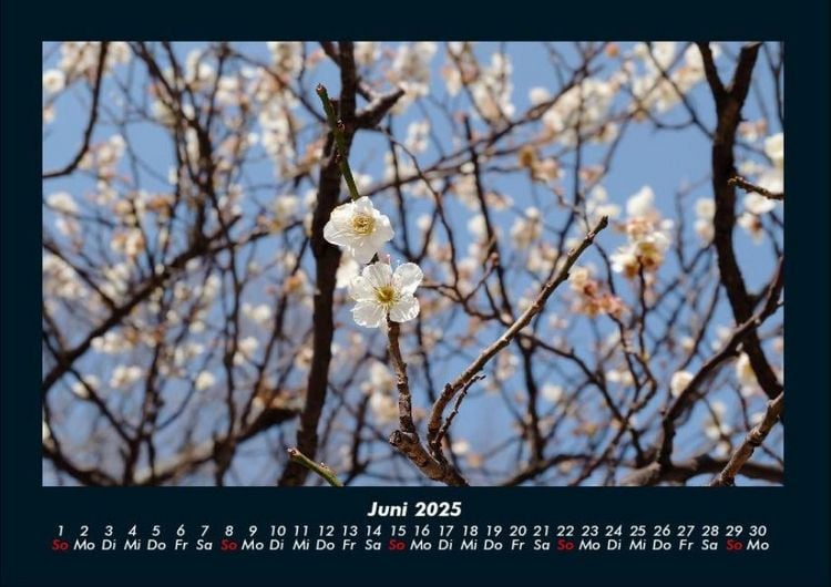 Produktbild: B&auml;ume 2025 Fotokalender DIN A4