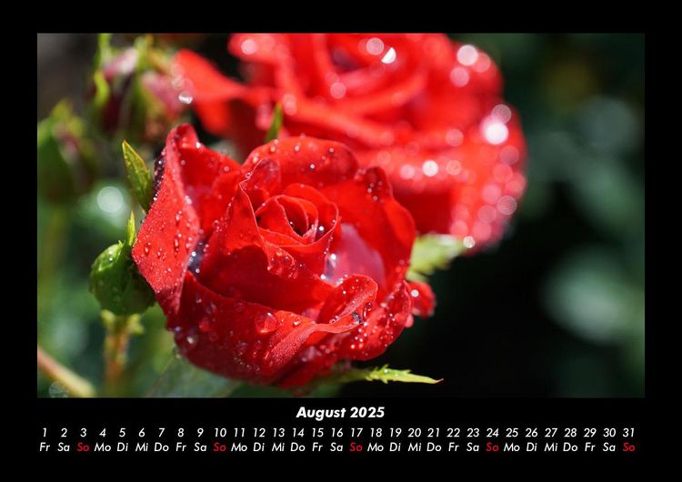 Produktbild: Rosen-Kalender 2025 Fotokalender DIN A3
