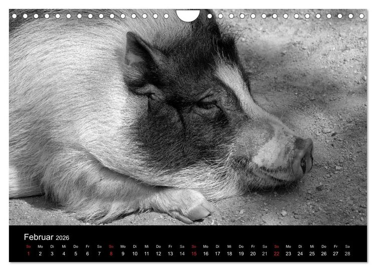 Produktbild: Das Leben der Schweine (Wandkalender 2026 DIN A4 quer), CALVENDO Monatskalender