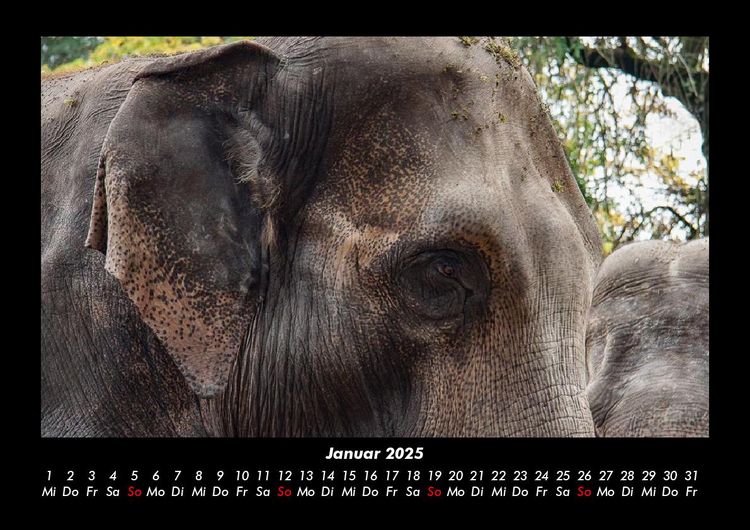 Produktbild: Tiere in der Wildnis 2025 Fotokalender DIN A3