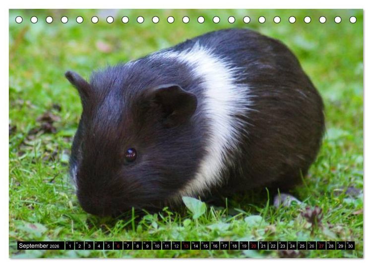 Produktbild: Kuschelige Meerschweinchen (Tischkalender 2026 DIN A5 quer), CALVENDO Monatskalender