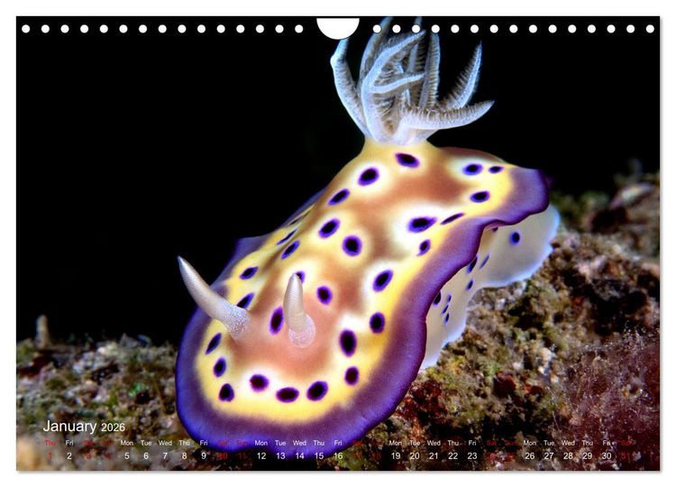 Produktbild: Diving in Indonesia - BEAUTIFUL NUDIBRANCHS (Wall Calendar 2026 DIN A4 landscape), CALVENDO 12 Month Wall Calendar