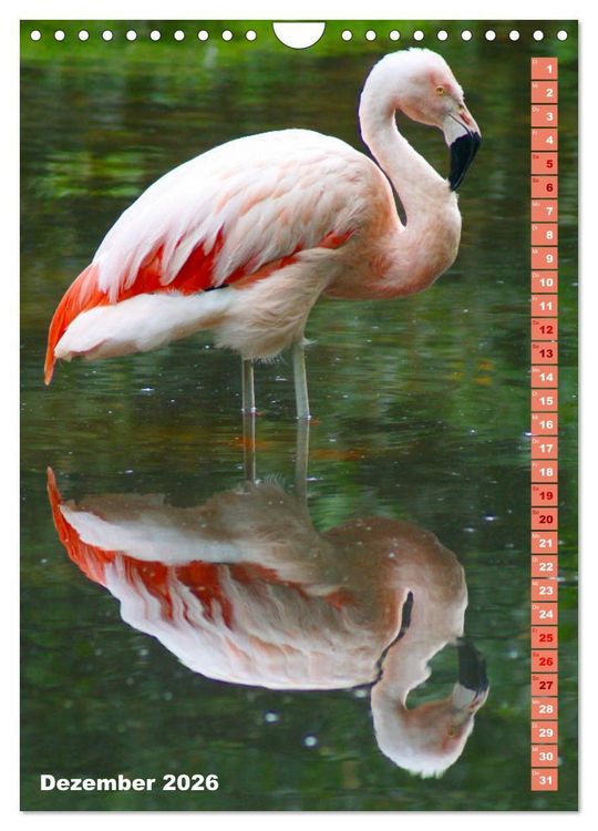 Produktbild: Rosarote Flamingo (Wandkalender 2026 DIN A4 hoch), CALVENDO Monatskalender