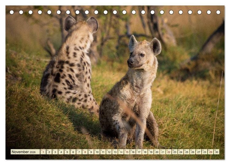 Produktbild: Afrika. Botswanas wundervolle Tierwelt (Tischkalender 2026 DIN A5 quer), CALVENDO Monatskalender