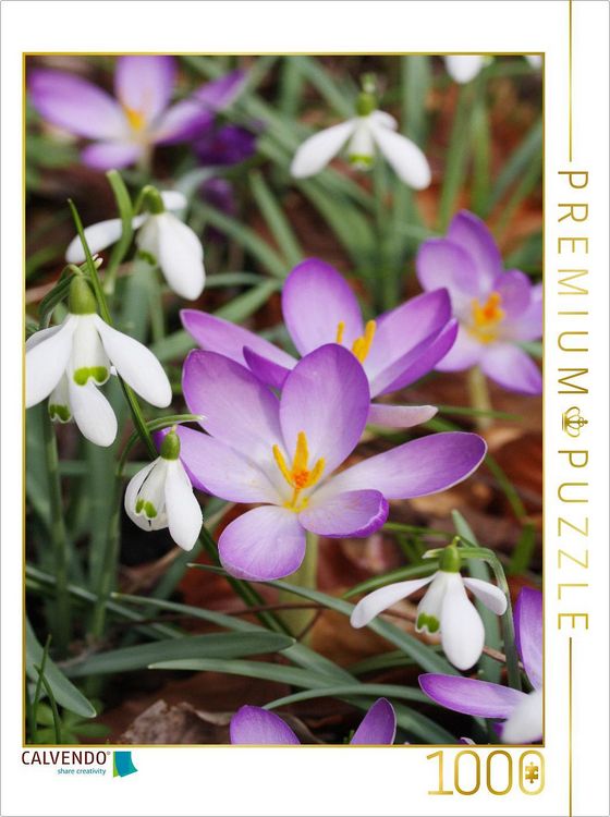 Produktbild: CALVENDO Puzzle Schneegl&ouml;ckchen und Krokusse | 1000 Teile Lege-Gr&ouml;&szlig;e 64x48cm Foto-Puzzle f&uuml;r gl&uuml;ckliche Stunden