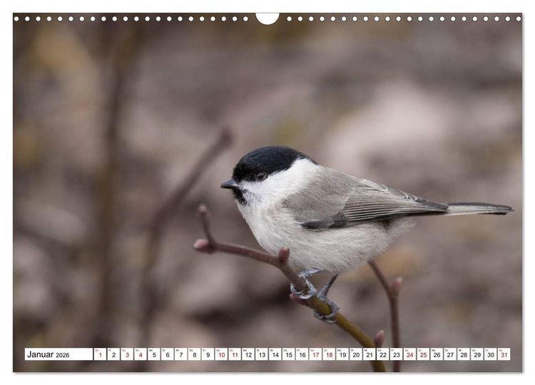 Produktbild: Sch&ouml;nheiten im Federkleid - Heimische Wildv&ouml;gel im Portrait (Wandkalender 2026 DIN A3 quer), CALVENDO Monatskalender