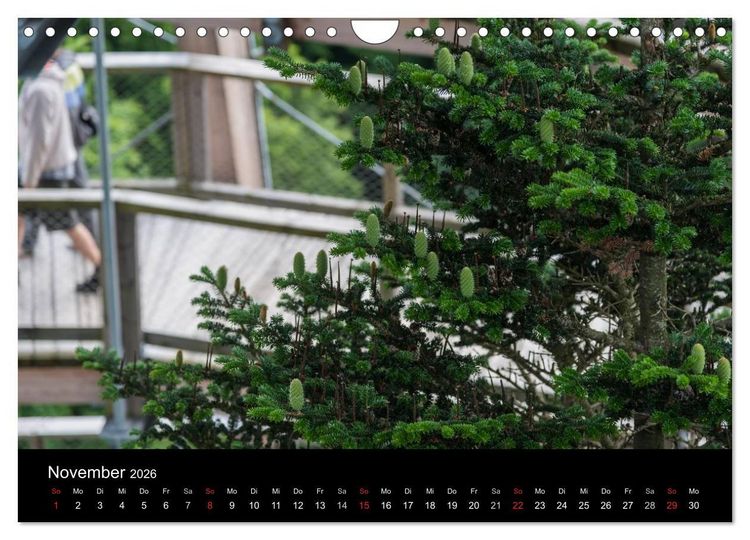 Produktbild: Bayerischer Wald (Wandkalender 2026 DIN A4 quer), CALVENDO Monatskalender
