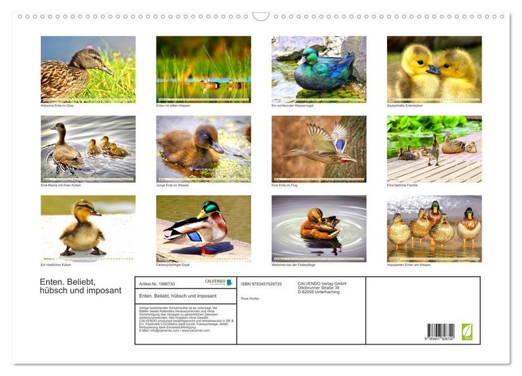 Produktbild: Enten. Beliebt, h&uuml;bsch und imposant (Wandkalender 2026 DIN A2 quer), CALVENDO Monatskalender
