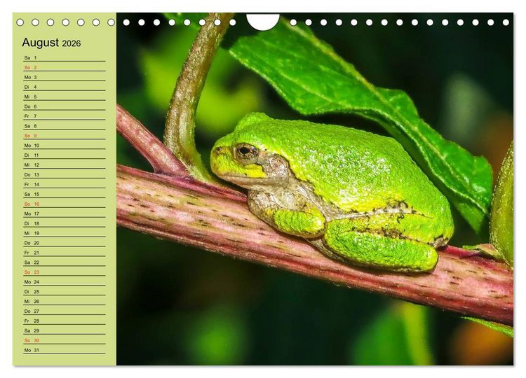 Produktbild: Frosch m&uuml;sste man sein! (Wandkalender 2026 DIN A4 quer), CALVENDO Monatskalender