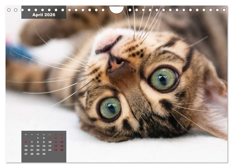 Produktbild: Bengal K&auml;tzchen (Wandkalender 2026 DIN A4 quer), CALVENDO Monatskalender