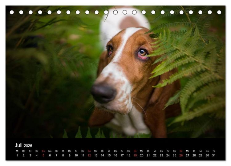 Produktbild: Der Basset, eine LANGE und besondere Liebe (Tischkalender 2026 DIN A5 quer), CALVENDO Monatskalender