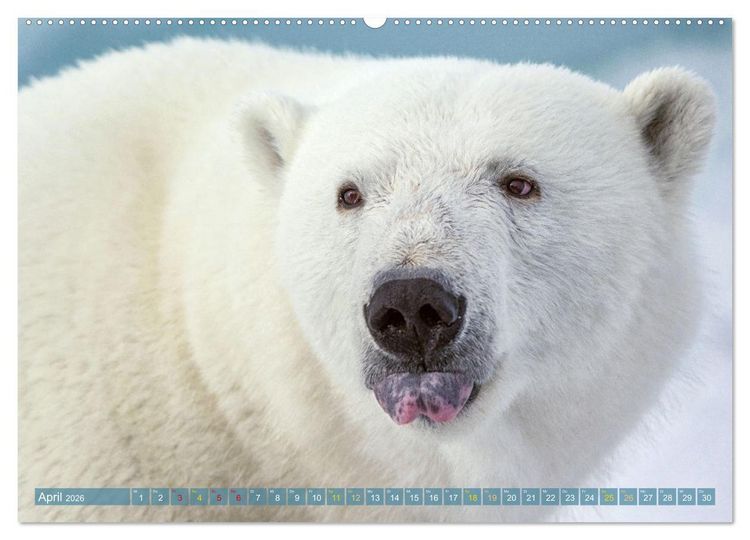 Produktbild: Eisb&auml;ren: Lebensk&uuml;nstler im Eis (hochwertiger Premium Wandkalender 2026 DIN A2 quer), Kunstdruck in Hochglanz