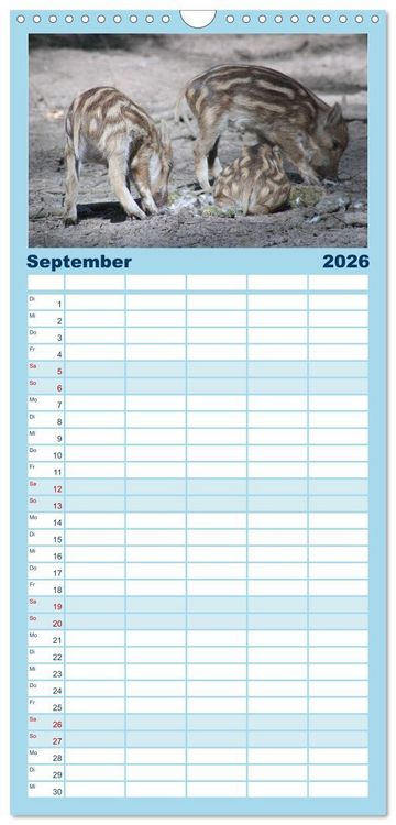 Produktbild: Familienplaner 2026 - Tierische Schweinerei mit 5 Spalten (Wandkalender, 21 x 45 cm) CALVENDO