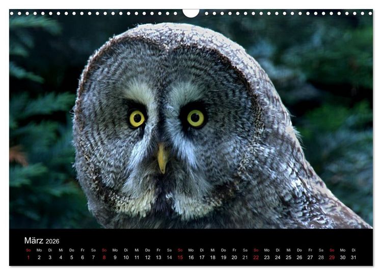 Produktbild: Greifv&ouml;gel (Wandkalender 2026 DIN A3 quer), CALVENDO Monatskalender