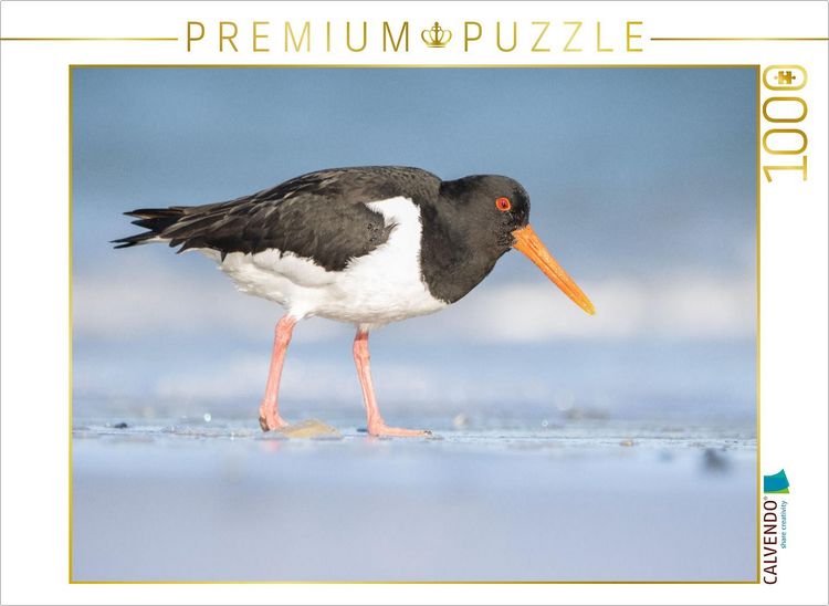 Produktbild: CALVENDO Puzzle Austernfischer (Oystercatcher) | 1000 Teile Lege-Gr&ouml;&szlig;e 64x48cm Foto-Puzzle f&uuml;r gl&uuml;ckliche Stunden