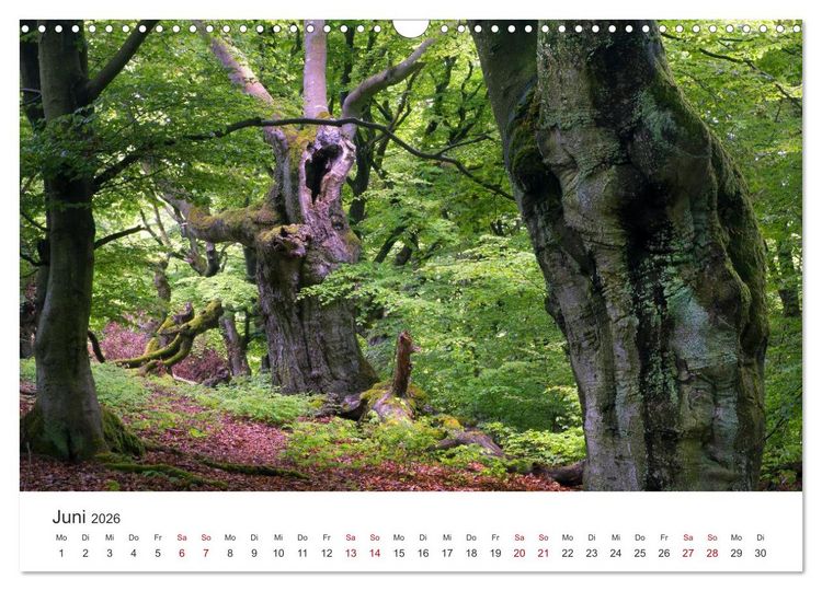 Produktbild: Im Deutschen Wald (Wandkalender 2026 DIN A3 quer), CALVENDO Monatskalender