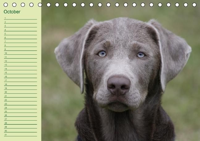 Produktbild: Puppies Birthday Calendar / UK-Version (Table Calendar perpetual DIN A5 Landscape)