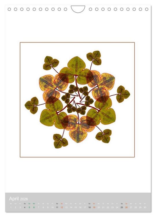 Produktbild: Pflanzen - Mandalas aus Bl&uuml;ten und Bl&auml;ttern (Wandkalender 2026 DIN A4 hoch), CALVENDO Monatskalender
