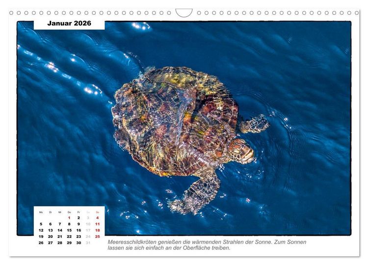 Produktbild: Meeresschildkr&ouml;ten, die Nomaden der Meere (Wandkalender 2026 DIN A3 quer), CALVENDO Monatskalender