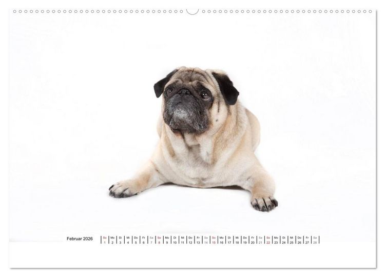Produktbild: Mops - unwiderstehlich und charmant (hochwertiger Premium Wandkalender 2026 DIN A2 quer), Kunstdruck in Hochglanz