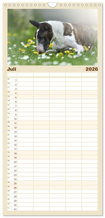 Produktbild: Familienplaner 2026 - Bullterrier - charmante Herzensbrecher mit 5 Spalten (Wandkalender, 21 x 45 cm) CALVENDO