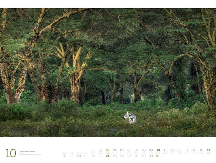 Produktbild: Afrika Gallery Kalender 2027