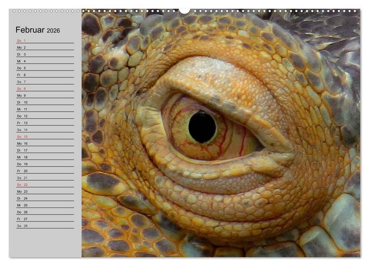 Produktbild: Kaltes Blut. Faszination Reptilien (hochwertiger Premium Wandkalender 2026 DIN A2 quer), Kunstdruck in Hochglanz