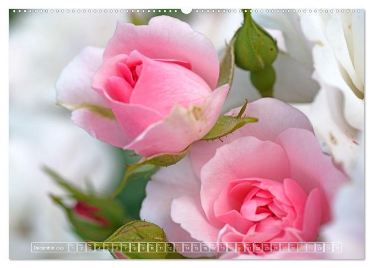 Produktbild: Blooming beauties (Wall Calendar 2026 DIN A2 landscape), CALVENDO 12 Month Wall Calendar
