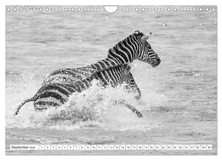 Produktbild: Emotionale Momente: Zebras - black & white. (Wandkalender 2026 DIN A4 quer), CALVENDO Monatskalender